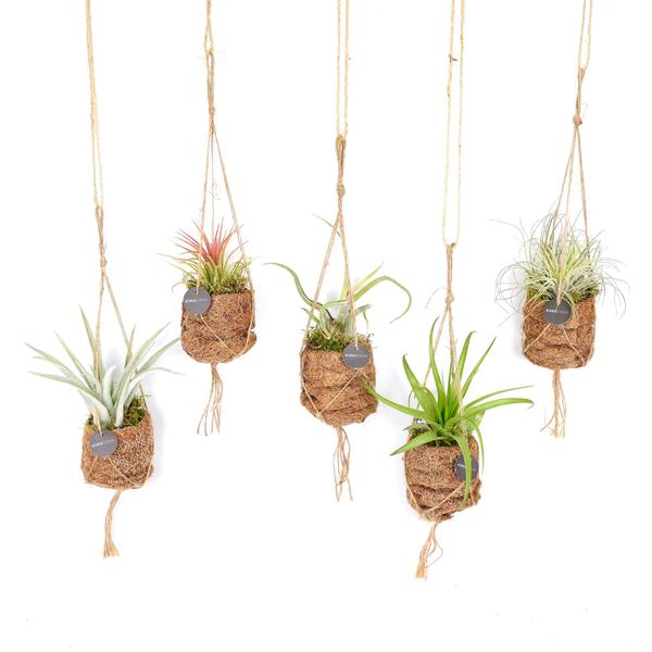 Kokodama Birdnest Tillandsia Mix – 8 Stücke – Ø7cm – ↕5cm