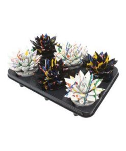 Echeveria Coloured Splash Black&White Mix – 6 Stücke – Ø10,5cm – ↕13cm