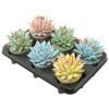 Echeveria Coloured Splash Pastel Mix – 6 Stücke – Ø10,5cm – ↕13cm