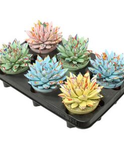 Echeveria Coloured Splash Pastel Mix – 6 Stücke – Ø10,5cm – ↕13cm