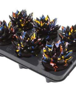 Echeveria Coloured Splash Black – 6 Stücke – Ø10,5cm – ↕13cm