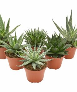 Aloe Mix – 6 Stücke – Ø 10,5 cm – ↕14 cm