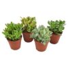 Crassula Mix – 4 Stücke – Ø12cm – ↕23cm