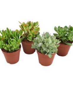 Crassula Mix – 4 Stücke – Ø12cm – ↕23cm