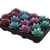 Echeveria Coloured Metallic Mix – 16 Stücke – Ø6cm – ↕8cm