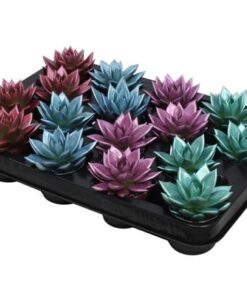 Echeveria Coloured Metallic Mix – 16 Stücke – Ø6cm – ↕8cm