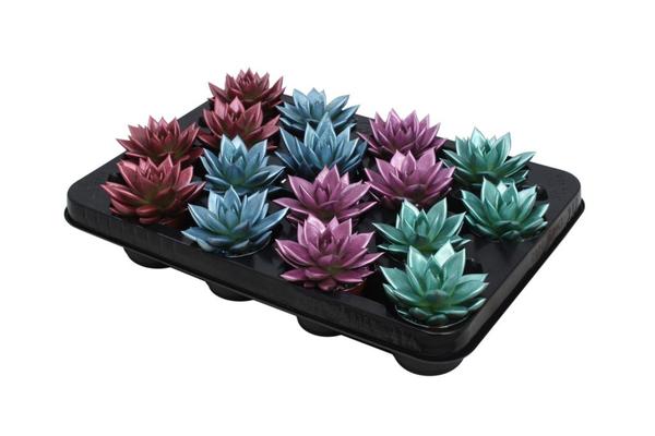 Echeveria Coloured Metallic Mix – 16 Stücke – Ø6cm – ↕8cm