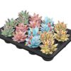 Echeveria Coloured Splash Pastel Mix – 16 Stücke – Ø6cm – ↕8cm