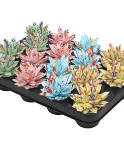 Echeveria Coloured Splash Pastel Mix – 16 Stücke – Ø6cm – ↕8cm