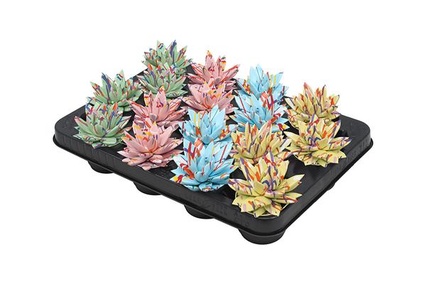 Echeveria Coloured Splash Pastel Mix – 16 Stücke – Ø6cm – ↕8cm