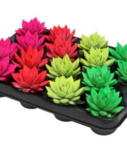 Echeveria Coloured Neon Mix – 16 Stücke – Ø6cm – ↕8cm