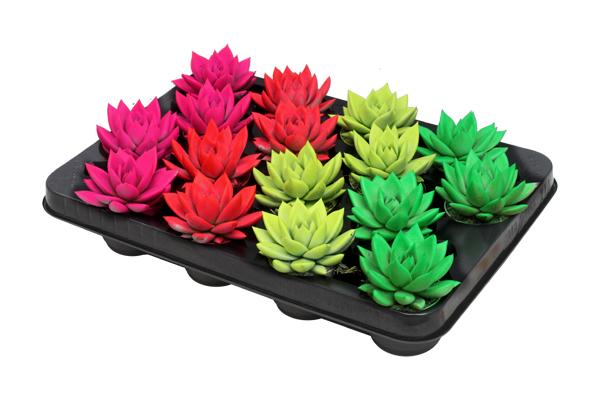 Echeveria Coloured Neon Mix – 16 Stücke – Ø6cm – ↕8cm