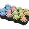 Echeveria Coloured Pastel Mix – 16 Stücke – Ø6cm – ↕8cm