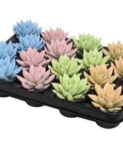 Echeveria Coloured Pastel Mix – 16 Stücke – Ø6cm – ↕8cm