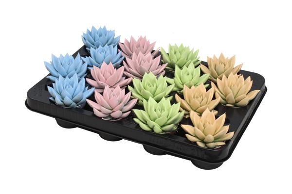 Echeveria Coloured Pastel Mix – 16 Stücke – Ø6cm – ↕8cm