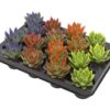 Echeveria Coloured Festival Mix – 16 Stücke – Ø6cm – ↕8cm