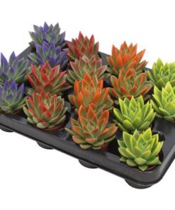 Echeveria Coloured Festival Mix – 16 Stücke – Ø6cm – ↕8cm