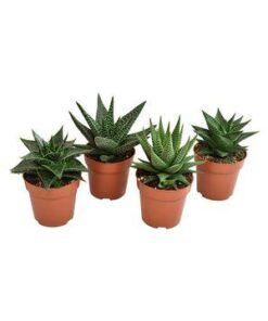 Haworthia Mix – 4 Stücke – Ø8,5cm – ↕13cm