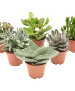 Crassula Mix – 6 Stücke – Ø8,5cm – ↕14cm