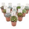 Echeveria Rosetta Mix – 10 Stücke – Ø8,5cm – ↕14cm