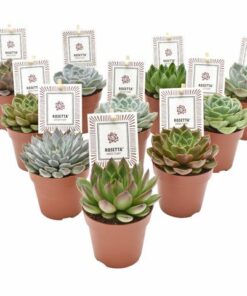 Echeveria Rosetta Mix – 10 Stücke – Ø8,5cm – ↕14cm