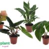 Premium Planten Mix – 4 Stücke – Ø12cm – ↕40cm