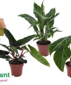 Premium Planten Mix – 4 Stücke – Ø12cm – ↕40cm