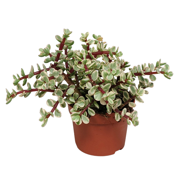 Portulacaria afra Variegata 10,5cm – zonder pot