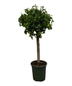 Ficus Nitida (Moclame) stam – 120 cm – Ø33cm