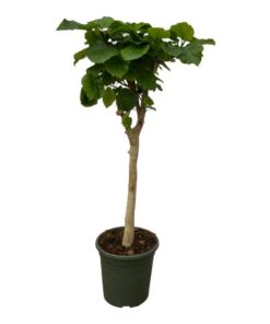 Ficus Umbellata stam – 130 cm – Ø33cm