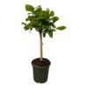 Ficus Altissimo variegata – 120 cm – Ø33cm