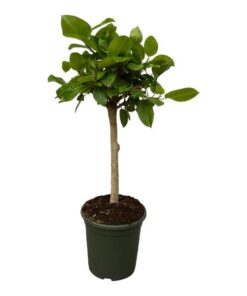 Ficus Altissimo variegata – 120 cm – Ø33cm