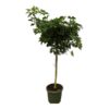 Schefflera Nora stam – 220 cm – Ø45cm