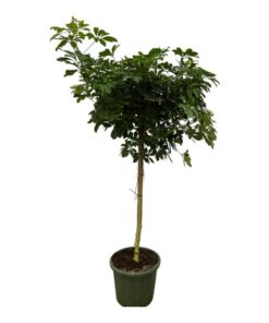 Schefflera Nora stam – 220 cm – Ø45cm