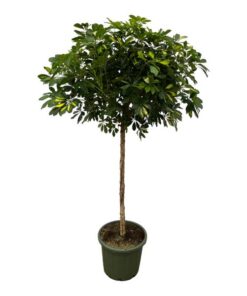 Schefflera Gold Capella stam – 180 cm – Ø45cm