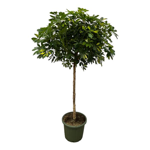 Schefflera Gold Capella stam – 180 cm – Ø45cm