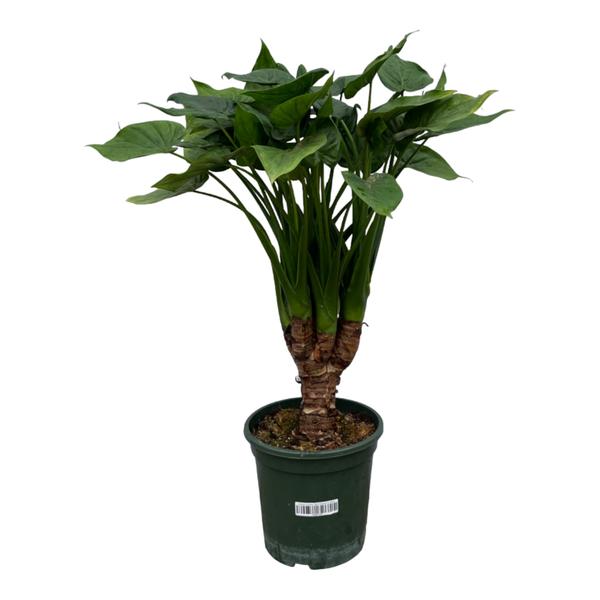 Alocasia Cucullatta stam – 75 cm – Ø26cm