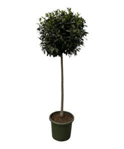 Laurus Nobulis stam – 200 cm – Ø45cm