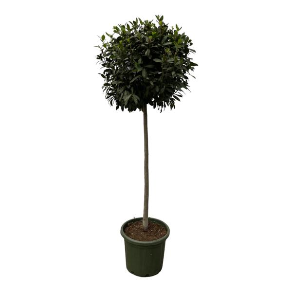 Laurus Nobulis stam – 200 cm – Ø45cm