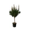 Pinus Pinea – 180 cm – Ø40cm