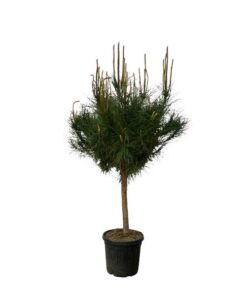 Pinus Pinea – 180 cm – Ø40cm