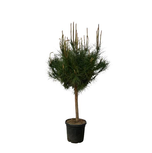 Pinus Pinea – 180 cm – Ø40cm