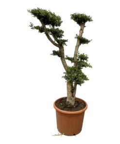 Olea Pon Pon – 180 cm – Ø55cm