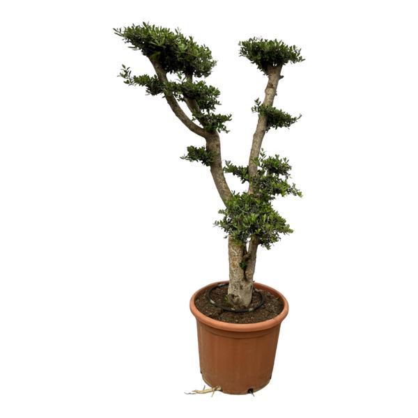 Olea Pon Pon – 180 cm – Ø55cm