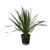 Dracaena Draco – 100 cm – Ø24cm