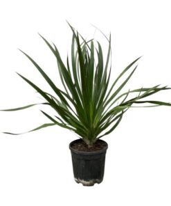 Dracaena Draco – 100 cm – Ø24cm