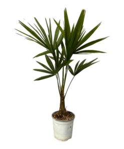 Trachycarpus Fortuneii – 100 cm – Ø18cm