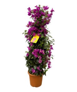 Bougainvillea pyramide – 100 cm – Ø23cm