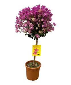 Bougainvillea op stam – 110 cm – Ø25cm