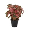 Caladium Carolyn Whorton – 65 cm – Ø21cm